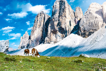 Cows grazing on alpine meadow with scenic view on Tre Cime in the evening. Tre Cime, Dolomites,...