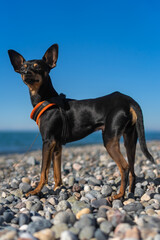 Beautiful black and tan dog of the russian Toy Terrier breed poses on the beach against the background of the sea on a sunny day. Vertical photo