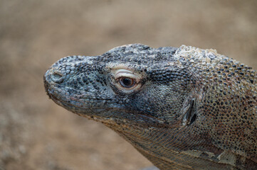 Komodo dragon