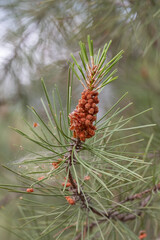 Close up of the mediterranean pine tree blossom or flowers closeup or pinus pinea.
