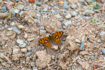 Male Wall brown or Lasiommata megera on the ground