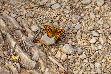Fototapeta na wymiar A male wall brown or Lasiommata megera on the ground