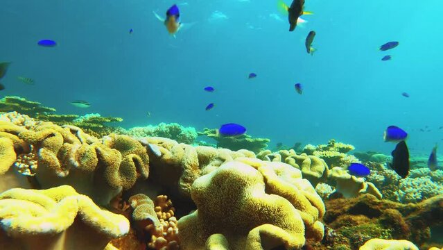 close up view of lather finger mushroom green and brown table branching and digitate Staghorn corals with blue Damselfish and Scissortail sergeant and strip snappers with shining light in daytime