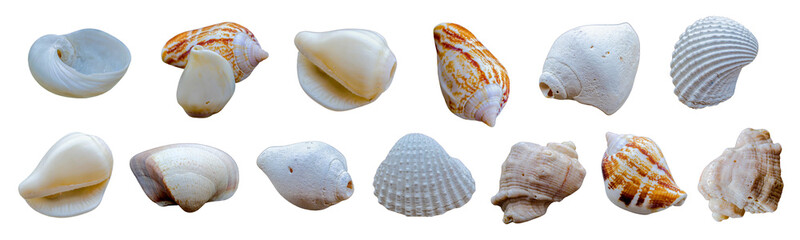Collection of  seashell png on white background