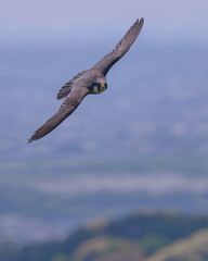 Peregrine Falcon's Soaring Journey through Satoyama, Japanese Countryside.