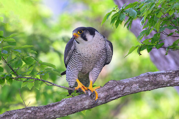 Peregrine Falcon Perched on a Branch