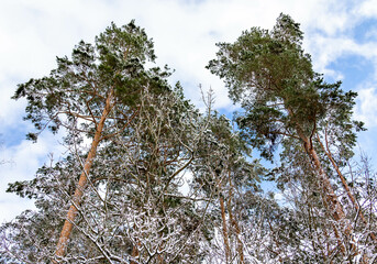 Zima Winter Trees