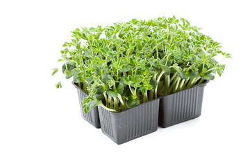 lupine microgreens in a growing container. Isolate on a white background.