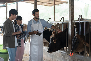 agriculture industry, livestock, animal health and welfare. Dairy farmer male and female working in cowshed on dairy farm. Male and female veterinarian meeting and training in cowshed on dairy farm