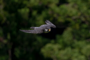 Peregrine Falcon Flying Against the Lush Green Forest