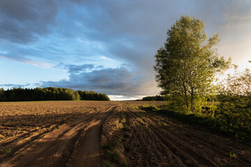 Fototapeta na wymiar Rural landscape with a dirt road in the field and trees at sunset