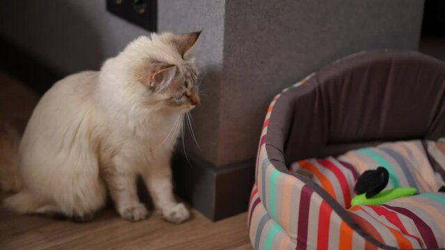 Playful kitten jumping from behind wall corner in cat bed playing and leaving in slow motion. Curious adorable fluffy pet having fun at home indoors