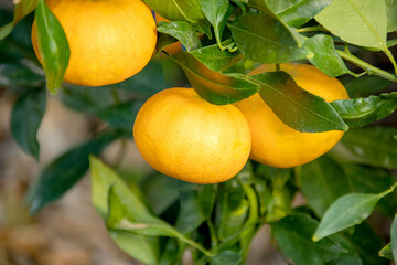 감평이라 부르는 감귤류 과일이다.