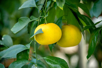 진지향이라 부르는 감귤류 과일이다.