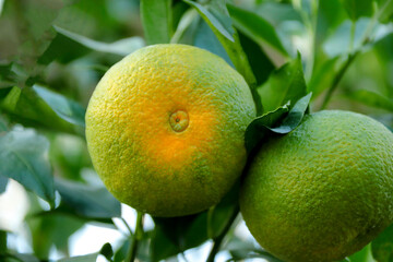 세토미 라고 부르는 감귤류 과일이다.