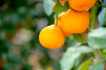궁본이라 부르는 감귤류 과일이다.