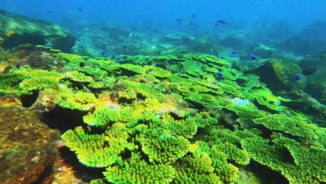 top to bottom view to bright green table branching and digitate Staghorn corals with school fish of Prionurus scalprus and Scissortail sergeant and butterflyfish with shining light in daytime in ocean