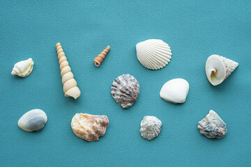 Sea shells pattern. Summery seashells background.