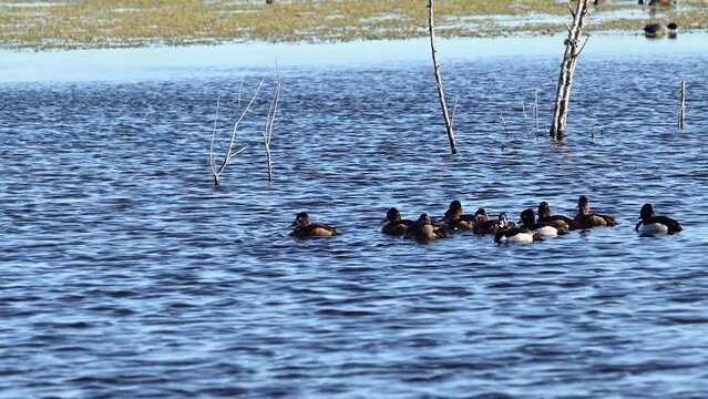 Ring-necked Duck (Aythya collaris) flock, male and females, in water at lake Apopka