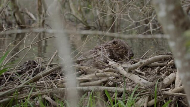 Beaver exits water up onto the dam to check construction before climbing back in