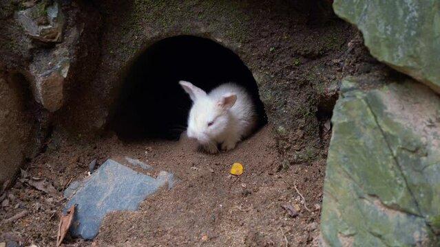 Peeking out from its snug burrow, a precious baby white rabbit with fluffy fur and curious red eyes explores the world with innocence and charm.