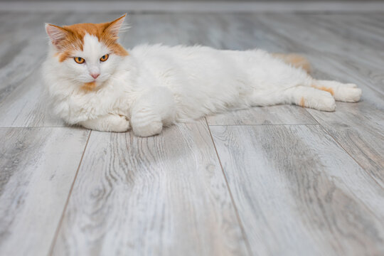 white domestic cat lies on the floor of the room.