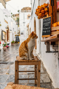 Fototapeta Stray ginger cat sitting on chair in a street cafe at the street of greek island