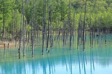 北海道美瑛町、白金青い池