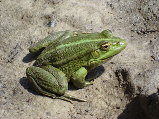 frog