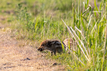 Wildschwein Frischlinge auf einer Wiese an der Ostsee bei Zingst.