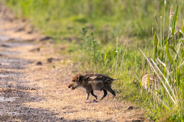 Wildschwein Frischlinge auf einer Wiese an der Ostsee bei Zingst.