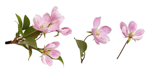 Pink flowers and green leaves of Malus floribunda (profusely flowering apple) isolated on white or...