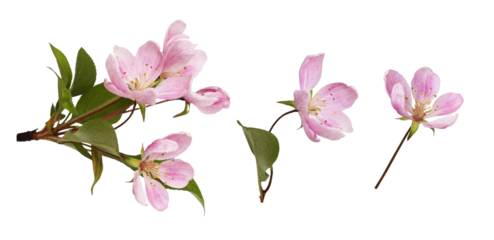 Pink flowers and green leaves of Malus floribunda (profusely flowering apple) isolated on white or transparent background