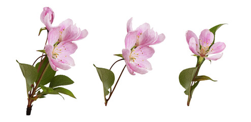 Pink flowers and green leaves of Malus floribunda (profusely flowering apple) isolated on white or transparent background