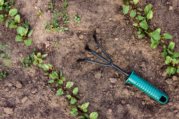 Weed removal and loosening of the soil around the plants.