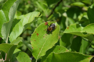 Bee on apple leave - humblebee