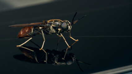 Details of a Soldier Fly perched on its reflection on a black background. Hermetia illucens