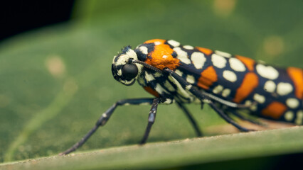 Details of a cute orange brown and black Harlequin Cigarette Moth. atteva pustulella