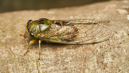 Details of a green cicada perched on a brown tree.