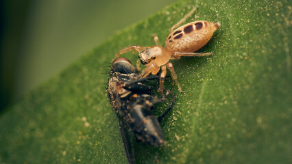 Details of a jumper spider eating on a green leaf