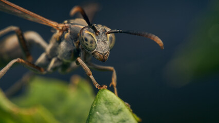 Details of a wasp perched on a green leaf.