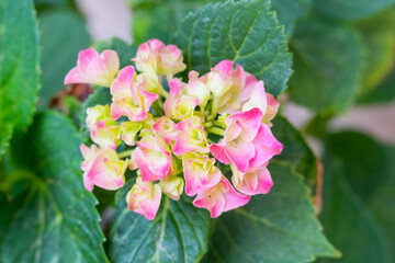 Blooming pink hydrangea macrophylia flowers