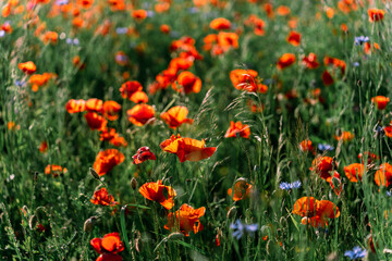 Fototapeta premium Wild poppies bloom in the field in early summer
