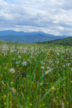 snowy mountains Monte Cusna in the clouds across the meadow with colorful wildflowers. Spring nature. Emilia-Romagna, Italy