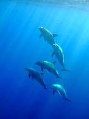 Obraz na płótnie Canvas Group of wild dolphins swimming in the ocean. School of mammals swimming in the sea. Underwater photography, snorkeling with dolphin. Marine life in the blue. Swimming with sea mammals.