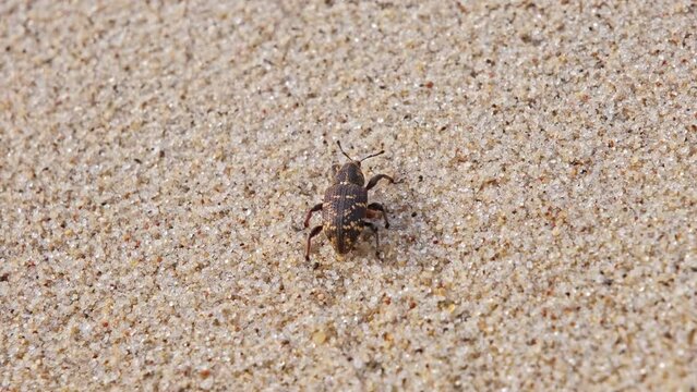 Pissodes Pini Weevil Beetle Bug Laboriously Slowly Climbing Up Beach Sand Dune