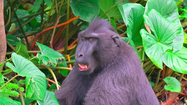 Close Up of black monkey macaca nigra 