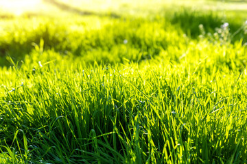 Closeup detail view of fresh long green grass field meadow in warm sunset sunrise morning sun light. Abstrackt natural gardrn environment background. Rural lawn pasture