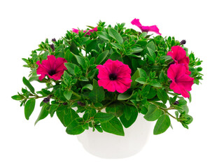Bouquet of flowers petunia in a pot.