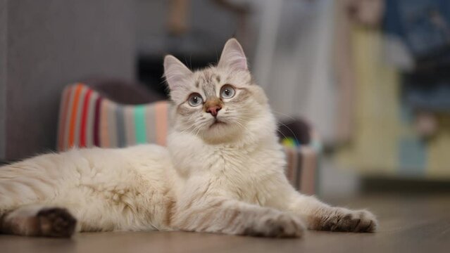 Beige fawn cat lying on floor looking up and looking at camera in slow motion. Portrait of furry fluffy domestic kitten at home indoors
